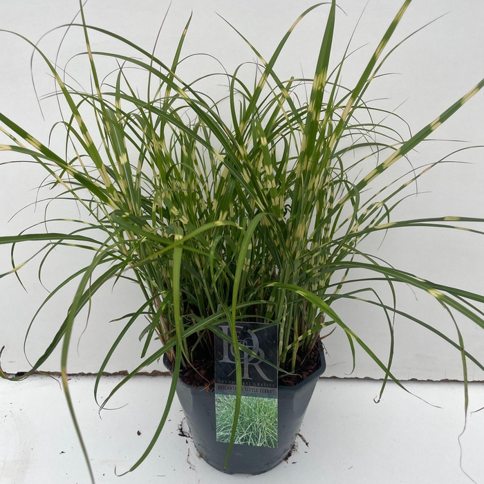 <h4>Graminées Miscanthus 'Little Zebra'</h4>