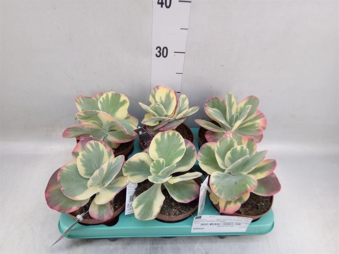 <h4>Kalanchoe NF thyrsiflora</h4>