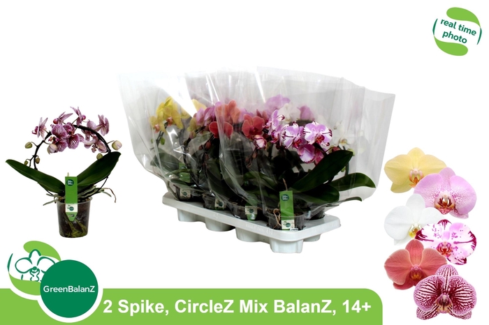 <h4>PHAL GR CIRCLEZ</h4>