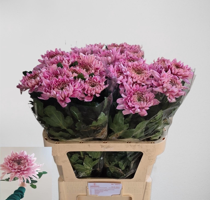 <h4>Chr G Holiday Purper</h4>