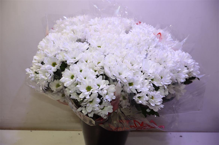 <h4>Chr T Ilonka X5</h4>