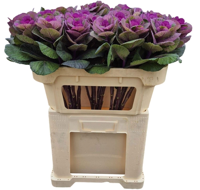 <h4>BRASS RED CRANE</h4>