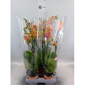 Phalaenopsis multi. 'Ant Bolgheri'