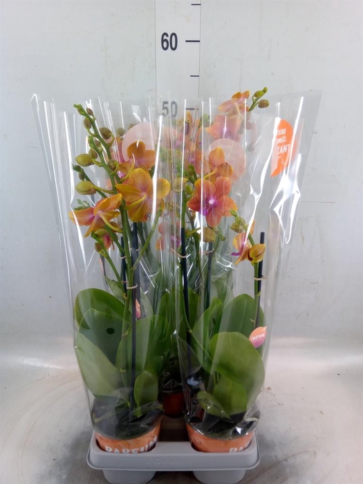 <h4>Phalaenopsis multi. 'Ant Bolgheri'</h4>