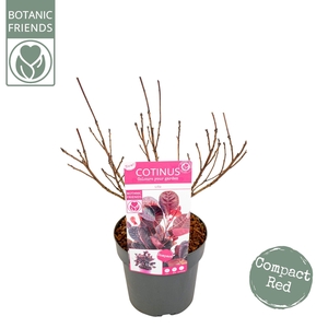 Cotinus cog. 'Lilla' ®