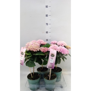 Hydrangea mac. 'Magical Revolution'