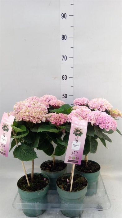 <h4>Hydrangea mac. 'Magical Revolution'</h4>
