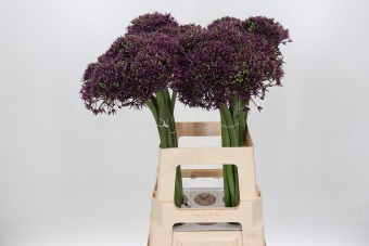 <h4>Allium Miami</h4>