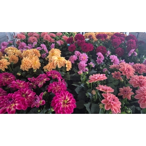 DAHLIA MIXK 5 KL