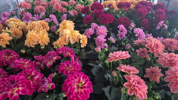 <h4>DAHLIA MIXK 5 KL</h4>