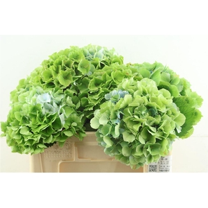 Hydr M Cl. Ver Green/blue 50-20