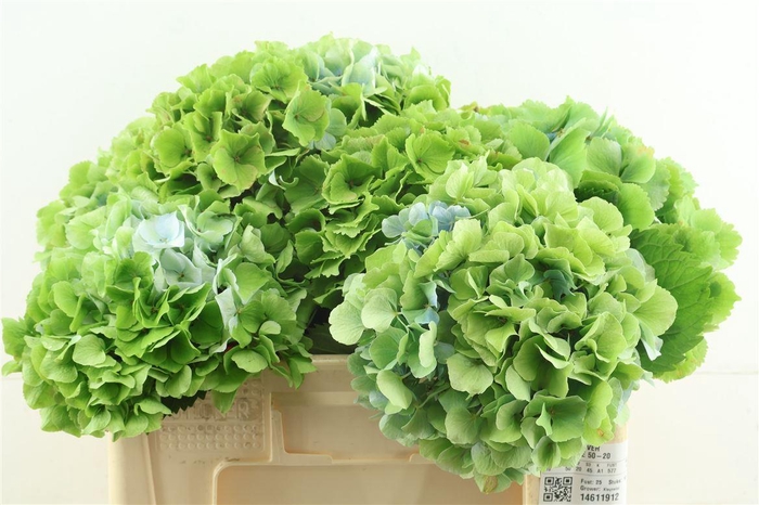 <h4>Hydr M Cl. Ver Green/blue 50-20</h4>