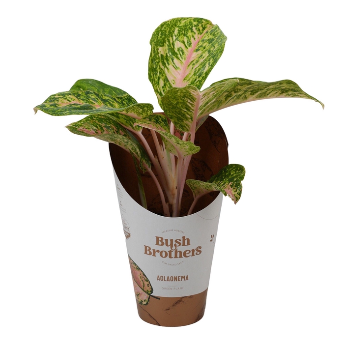<h4>Aglaonema Pink Dark Star</h4>
