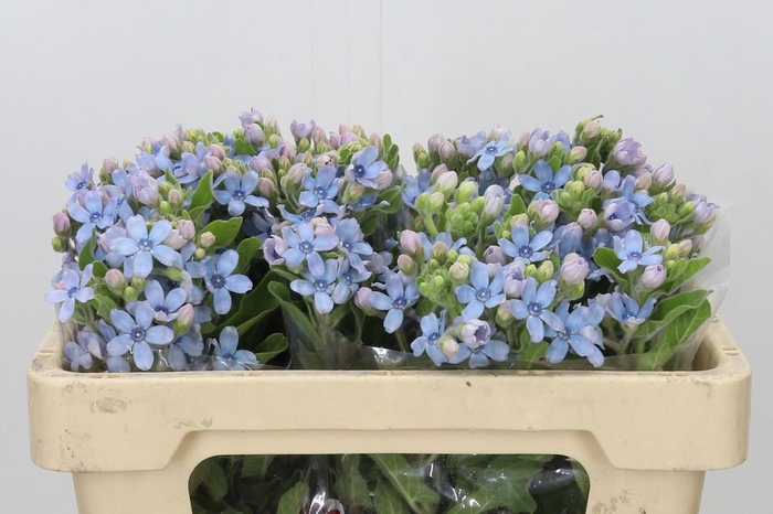 <h4>Oxypetalum Tweedia Blue</h4>