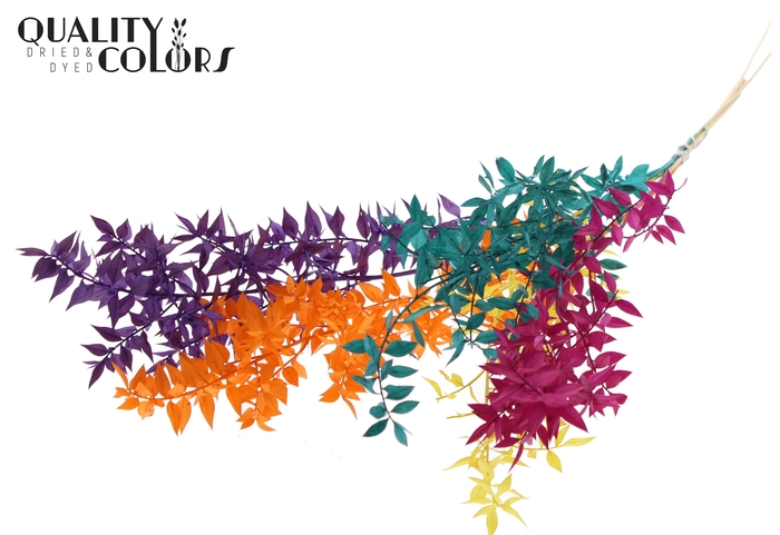 <h4>Ruscus 70cm 5 pc/bunch Mix 2 (2x5 bunch/poly)</h4>