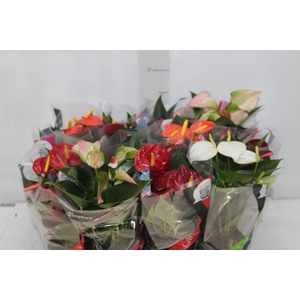 ANTHURIUM VARIADO P09