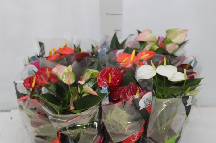 <h4>ANTHURIUM VARIADO P09</h4>