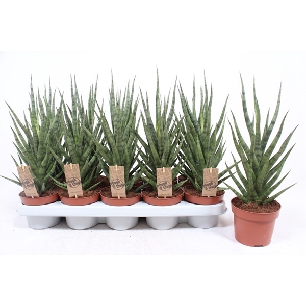<h4>Sansevieria Torch</h4>