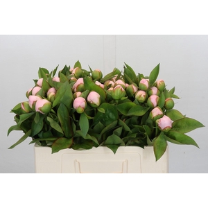 Paeonia Pink Vanguard