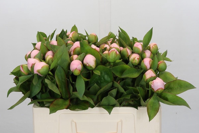 <h4>Paeonia (Herb. Hybrid Grp) 'Pink Vanguard'</h4>