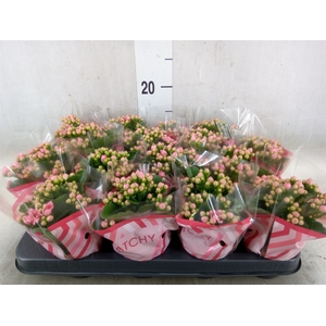 Kalanchoe blos. 'Calandiva Weaver'