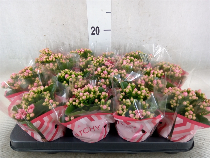 <h4>Kalanchoe blos. 'Calandiva Weaver'</h4>