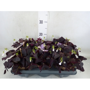 Oxalis trian.
