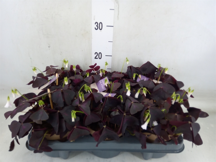 <h4>Oxalis trian.</h4>