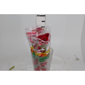 GERBERA BOLERO < 050 CM < 10 CM DIAM VARIADO