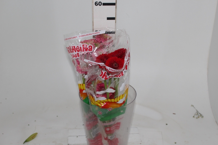 <h4>GERBERA BOLERO < 050 CM < 10 CM DIAM VARIADO</h4>