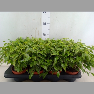 Ficus benja. 'Kinky'