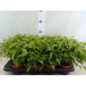 Ficus benja. 'Kinky'
