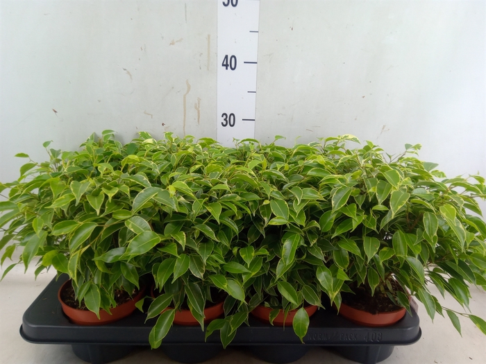 <h4>Ficus benja. 'Kinky'</h4>