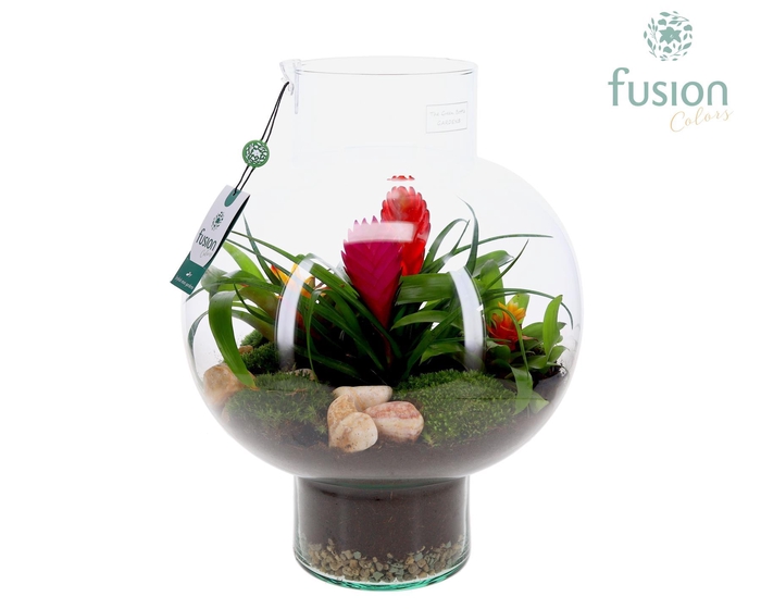 <h4>Green Bottle Laura Large met Bromelia arrangement</h4>