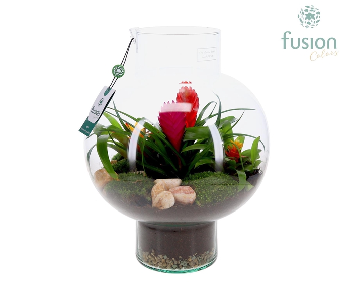 <h4>Green Bottle Laura Large met Bromelia arrangement</h4>