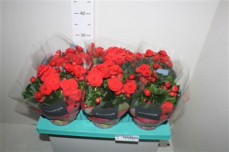 <h4>Begonia Baladin Rood 13cm D</h4>