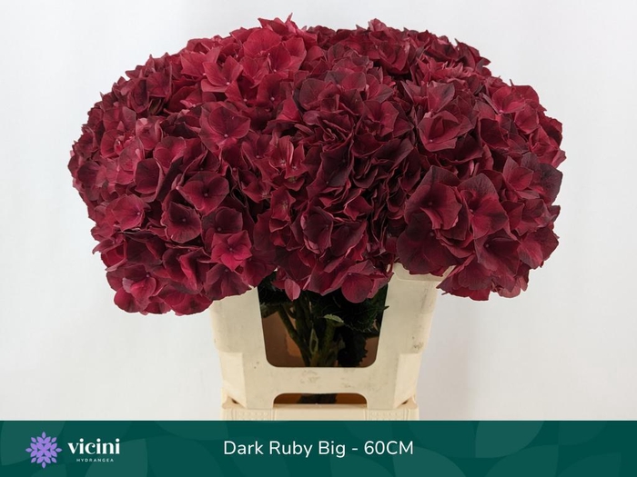 <h4>HYDR M MAG DARK RUBY</h4>