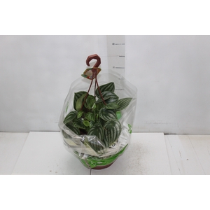 PEPEROMIA MELANCIA C21