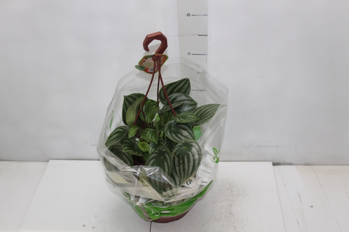 PEPEROMIA MELANCIA C21