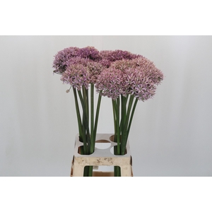 Allium Pink Jewel