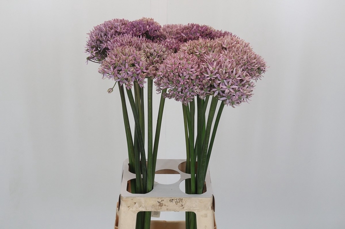 <h4>Allium Pink Jewel</h4>