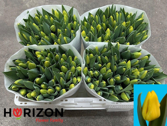 <h4>TU EN YELLOW FLIGHT</h4>