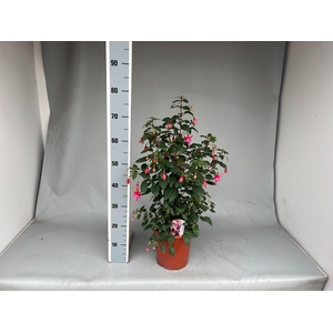 FUCHSIA OV