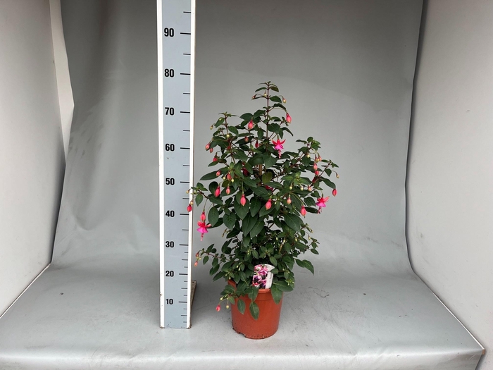 <h4>FUCHSIA OV</h4>