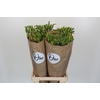 Freesia One XXL Yellow