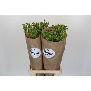 Freesia One XXL Yellow