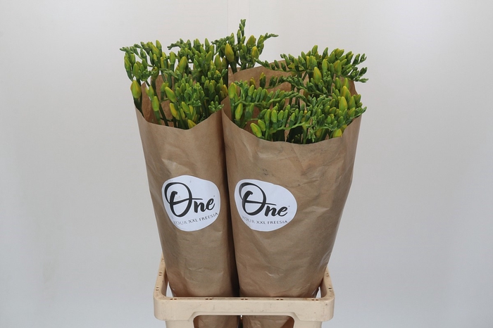 <h4>Freesia One XXL Yellow</h4>