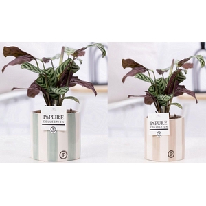 Ctenanthe Burle Marxii in P&PURE Eline 2 ceramics ass. 2