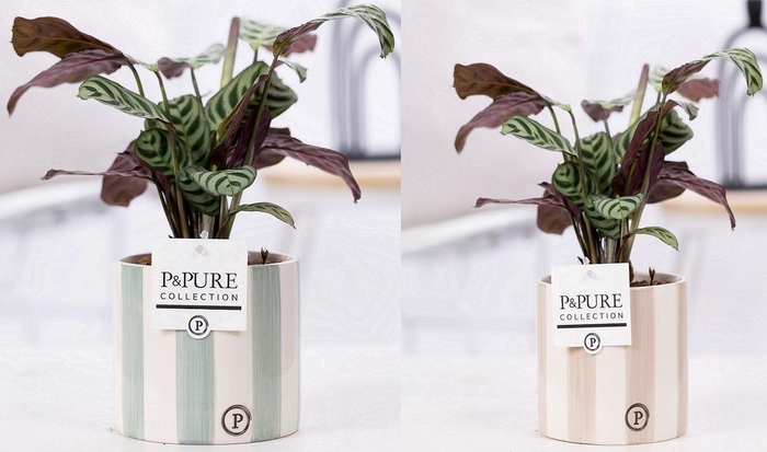 <h4>Ctenanthe Burle Marxii in P&PURE Eline 2 ceramics ass. 2</h4>