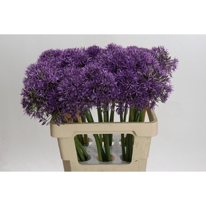 Allium Jackpot